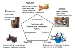 A farmer plays three roles: scientist, entrepreneur, and conservationist. The five types of capital: physical, financial, natural, social, and human improve when the farmer fills these roles. Physical capital through fewer inputs needed and a focus on traditional technology. Financial capital through lower costs (zero input practice) and potentially new revenue streams. Natural capital improves through improved soil quality, water resources, climate resilience, and agro-biodiversity conservation. Social capital improves through seed exchanges and community activities. Finally, human capital improves through empowerment and generation of new sources of knowledge. 