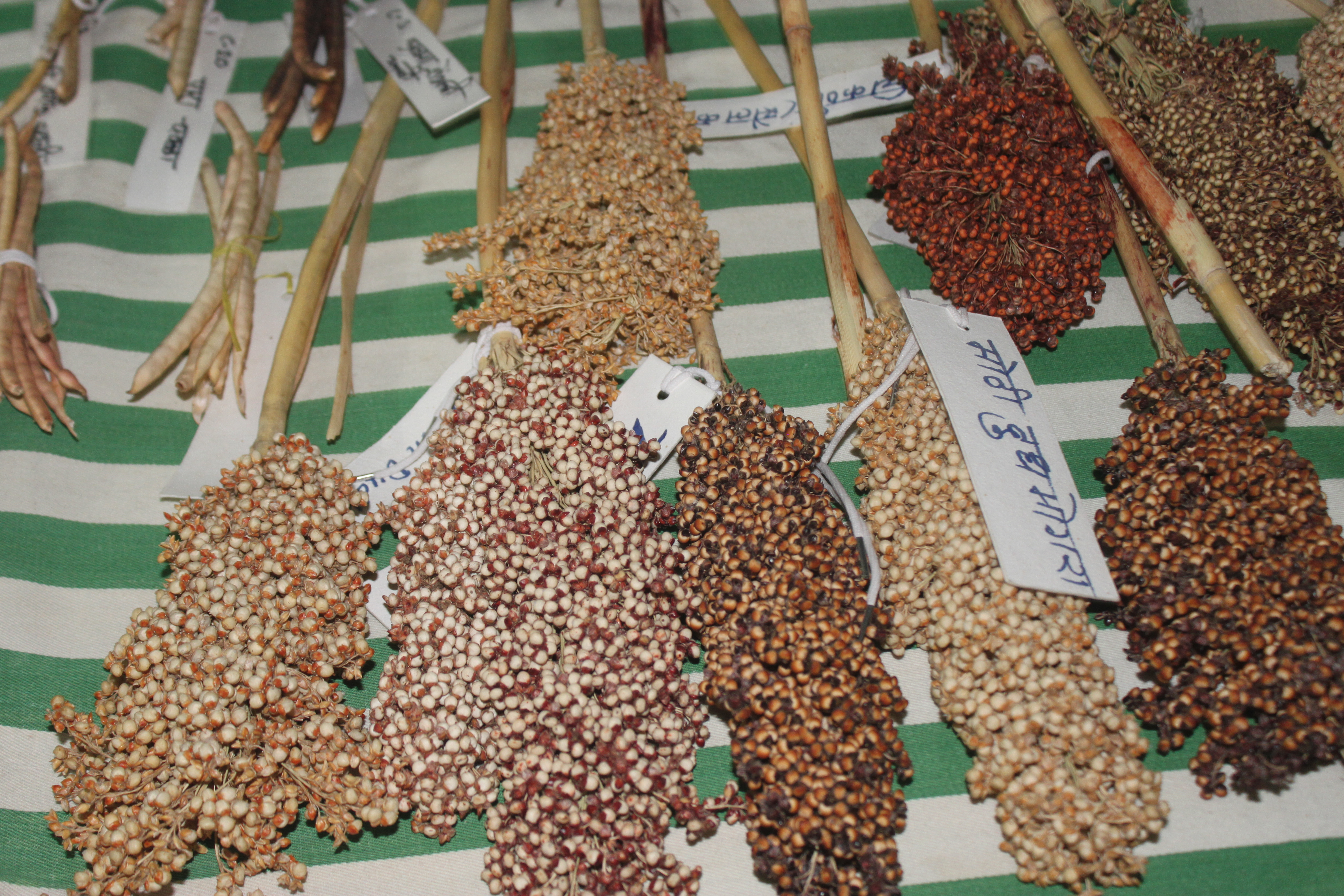 Millets in seed bank.