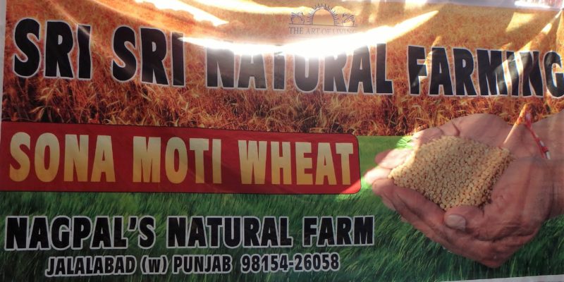 Sign for Sona Moti Wheat for sale at Nagpal's natural farm