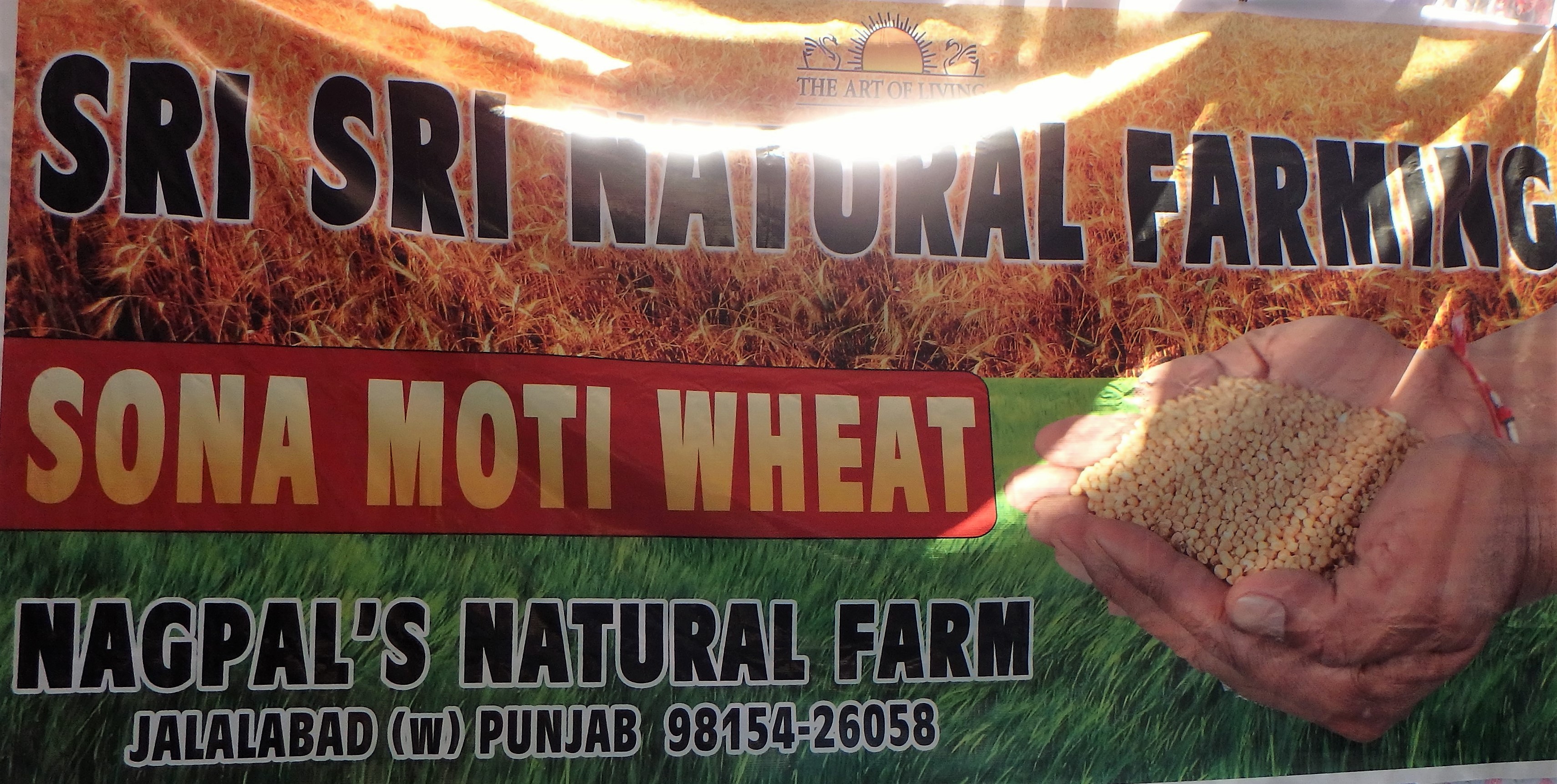 Sign for Sona Moti Wheat for sale at Nagpal's natural farm